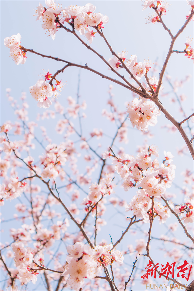 87978797威尼斯紫叶李花开惹人醉